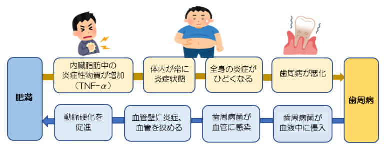 肥満と歯周病